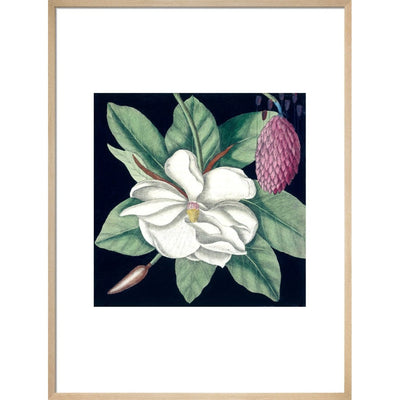 Magnolia print in natural frame