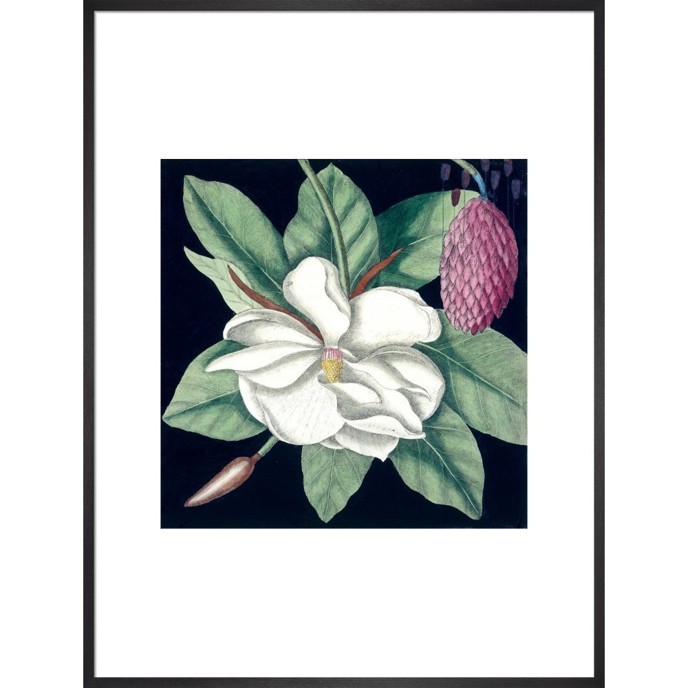 Magnolia print in black frame