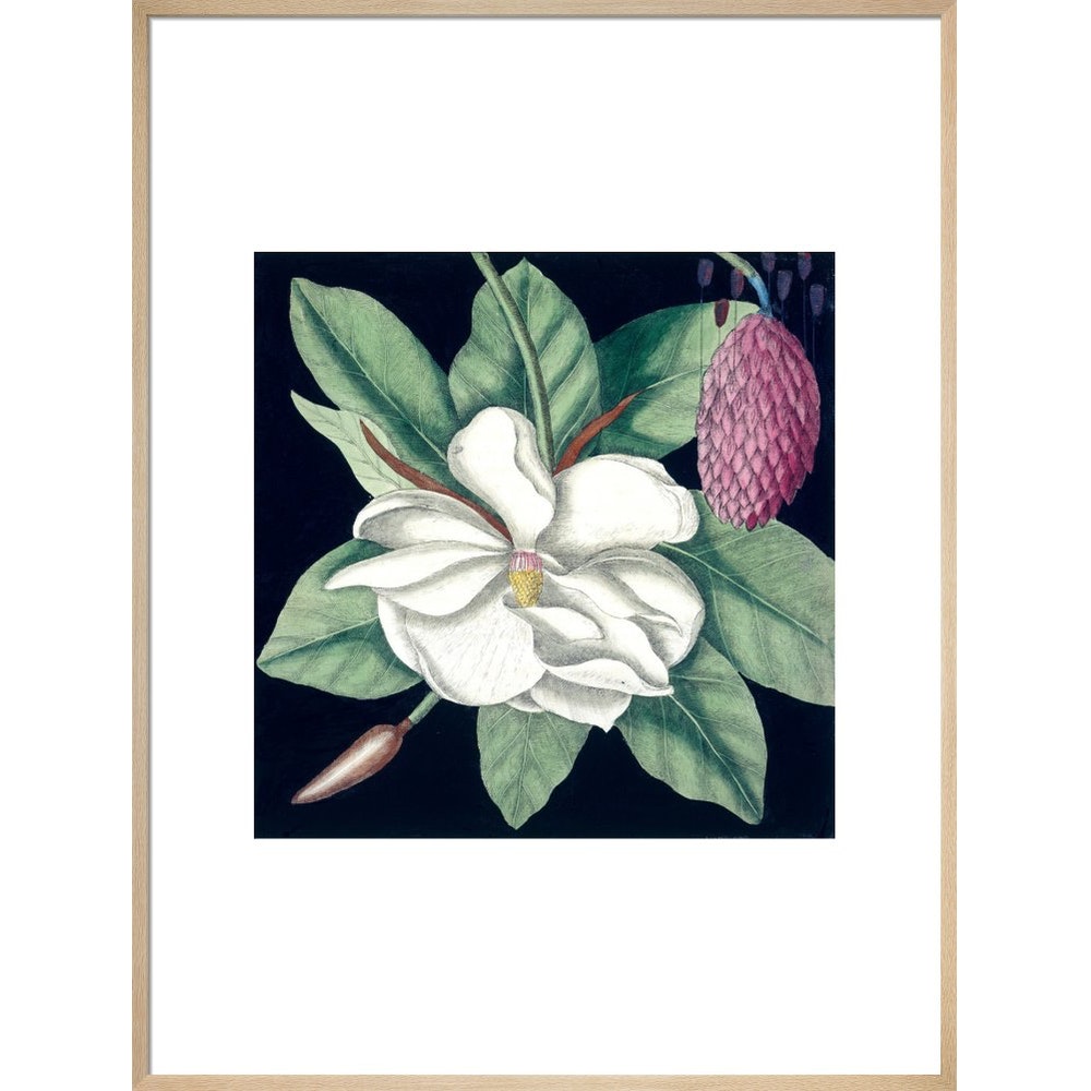 Magnolia print in natural frame