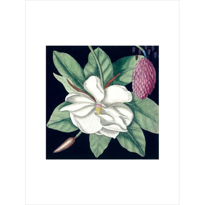 Magnolia print unframed