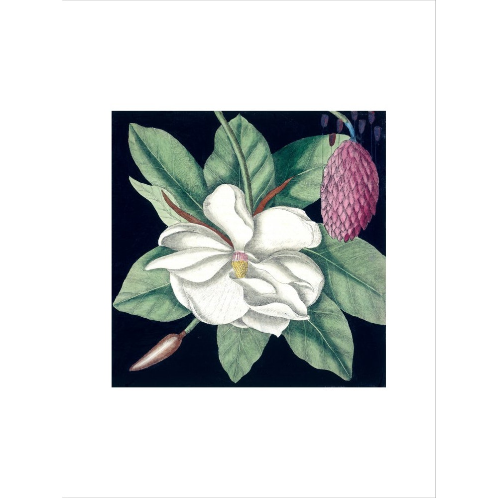 Magnolia print unframed