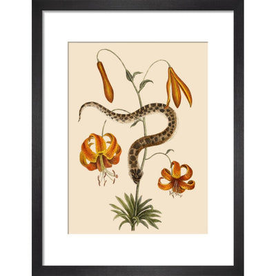 Lilium (Lily) print in black frame