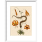 Lilium (Lily) print in white frame