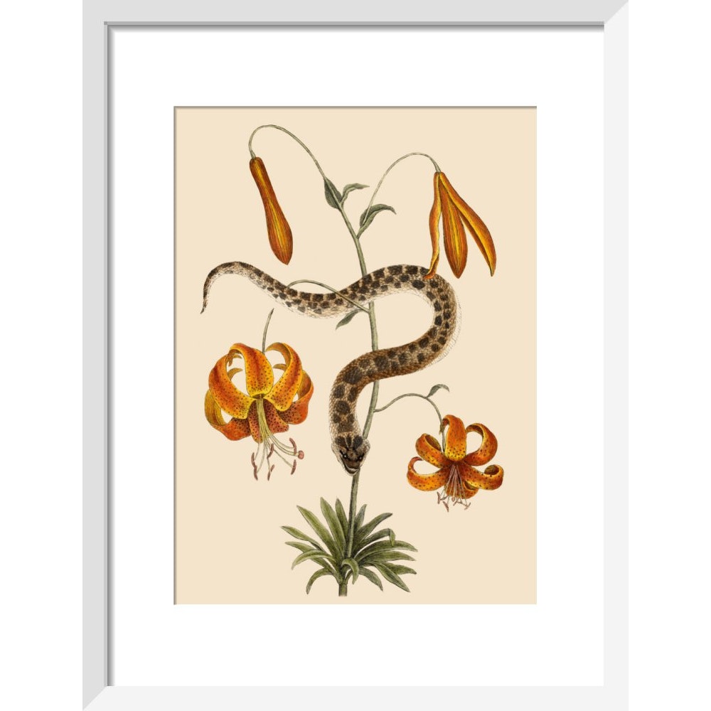 Lilium (Lily) print in white frame