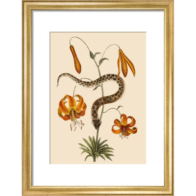 Lilium (Lily) print in gold frame