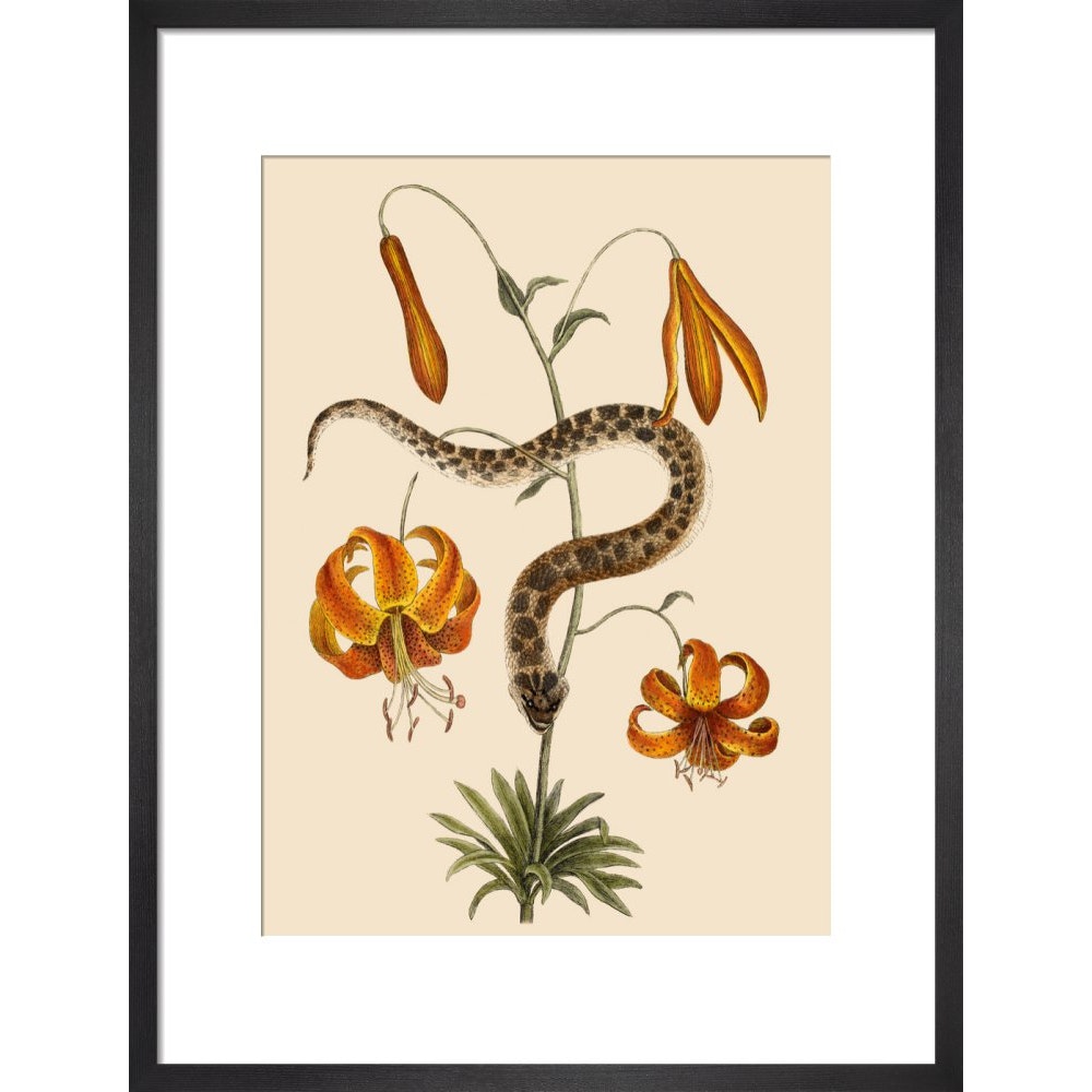 Lilium (Lily) print in black frame