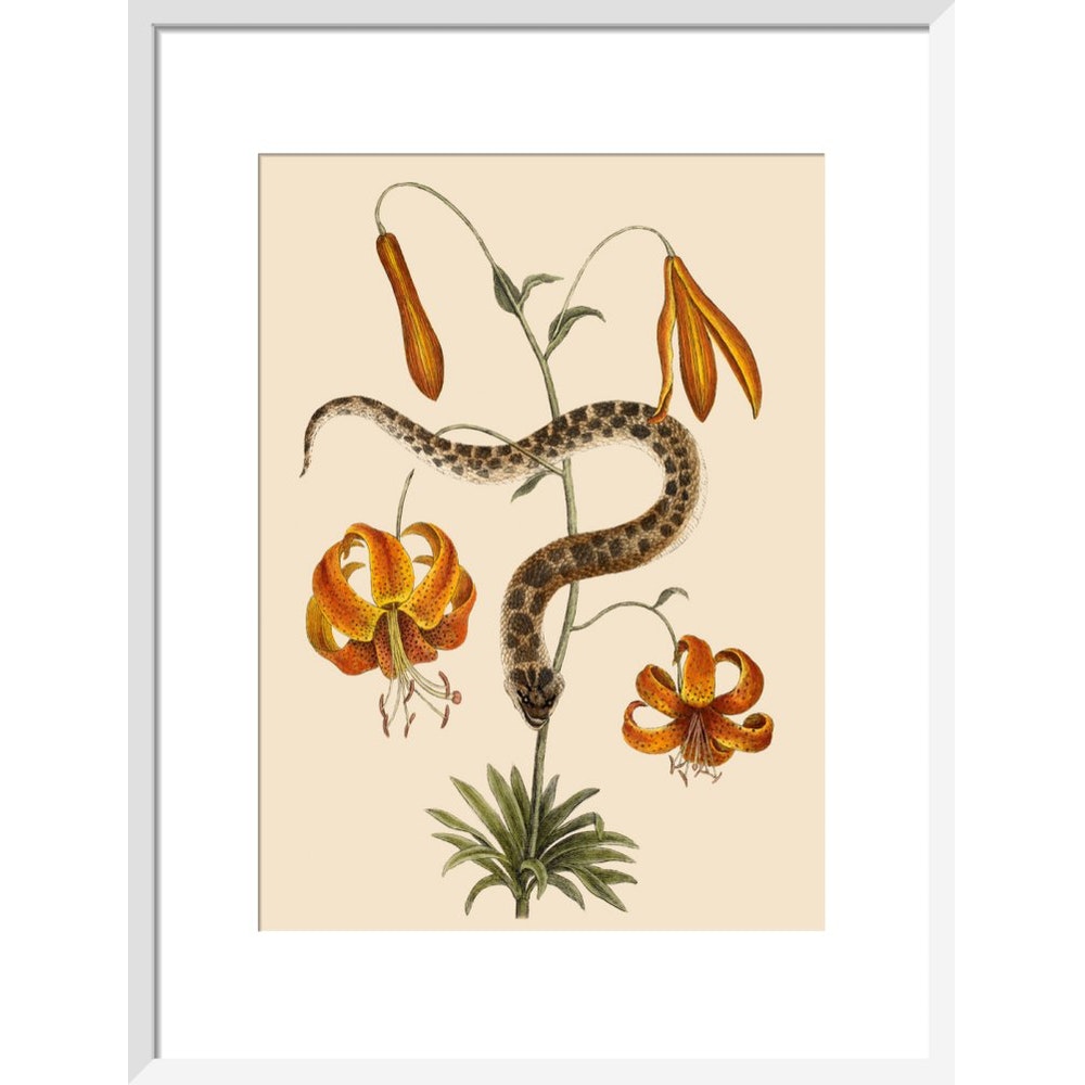 Lilium (Lily) print in white frame