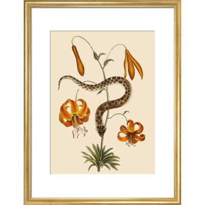 Lilium (Lily) print in gold frame
