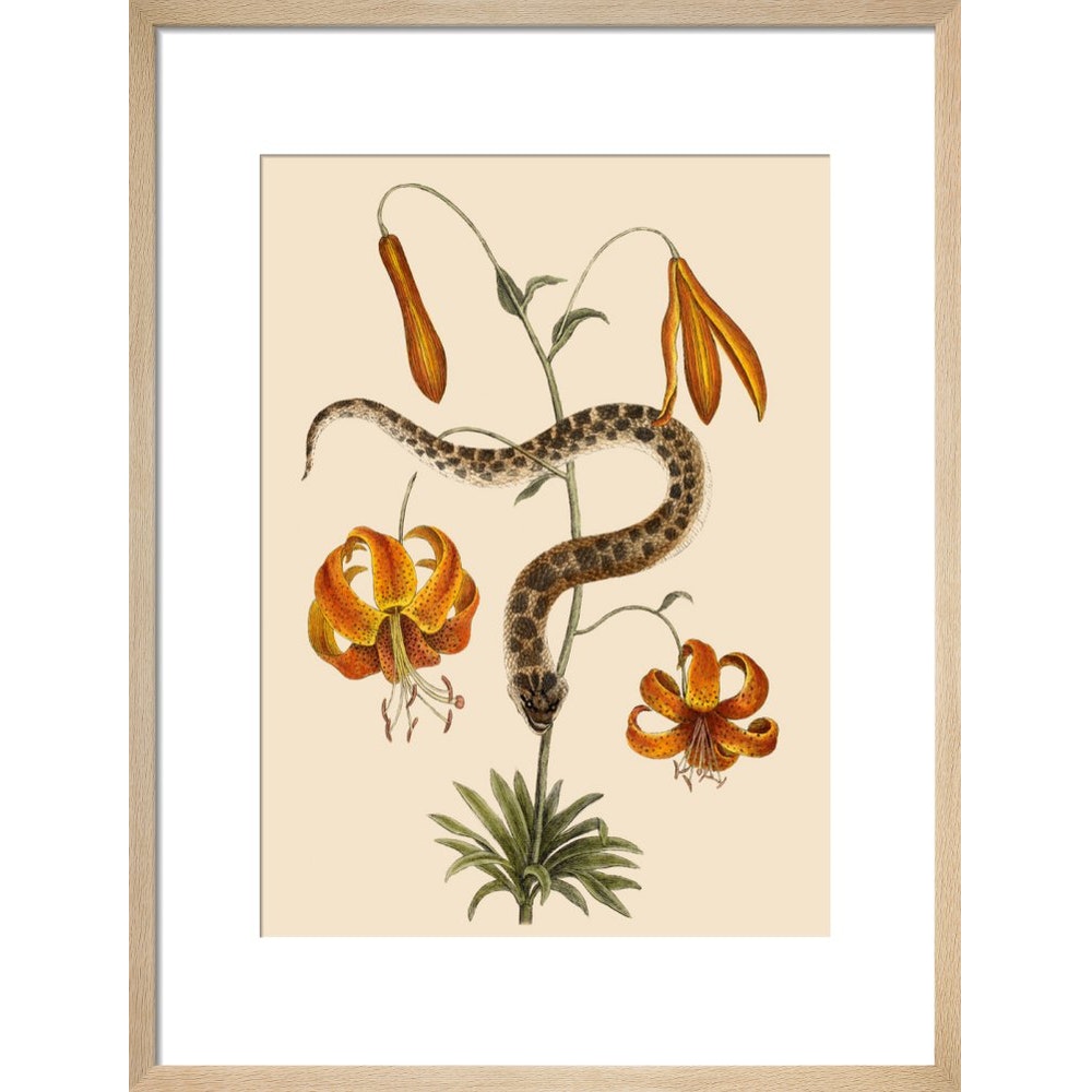 Lilium (Lily) print in natural frame