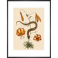 Lilium (Lily) print in black frame