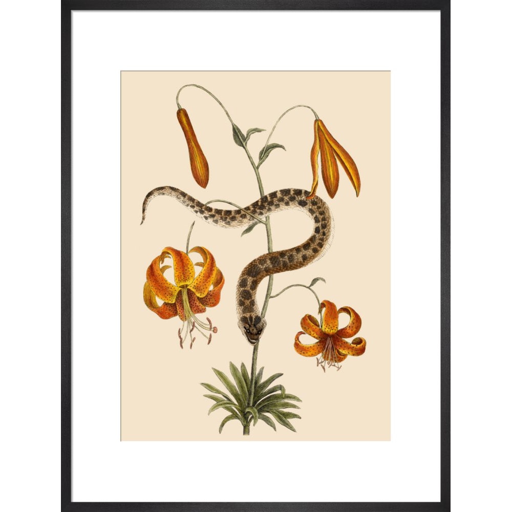 Lilium (Lily) print in black frame