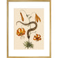Lilium (Lily) print in gold frame