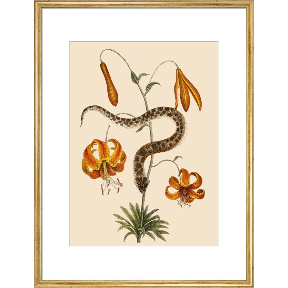 Lilium (Lily) print in gold frame