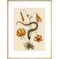Lilium (Lily) print in natural frame