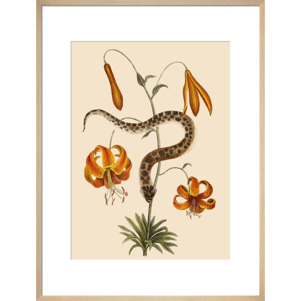 Lilium (Lily) print in natural frame