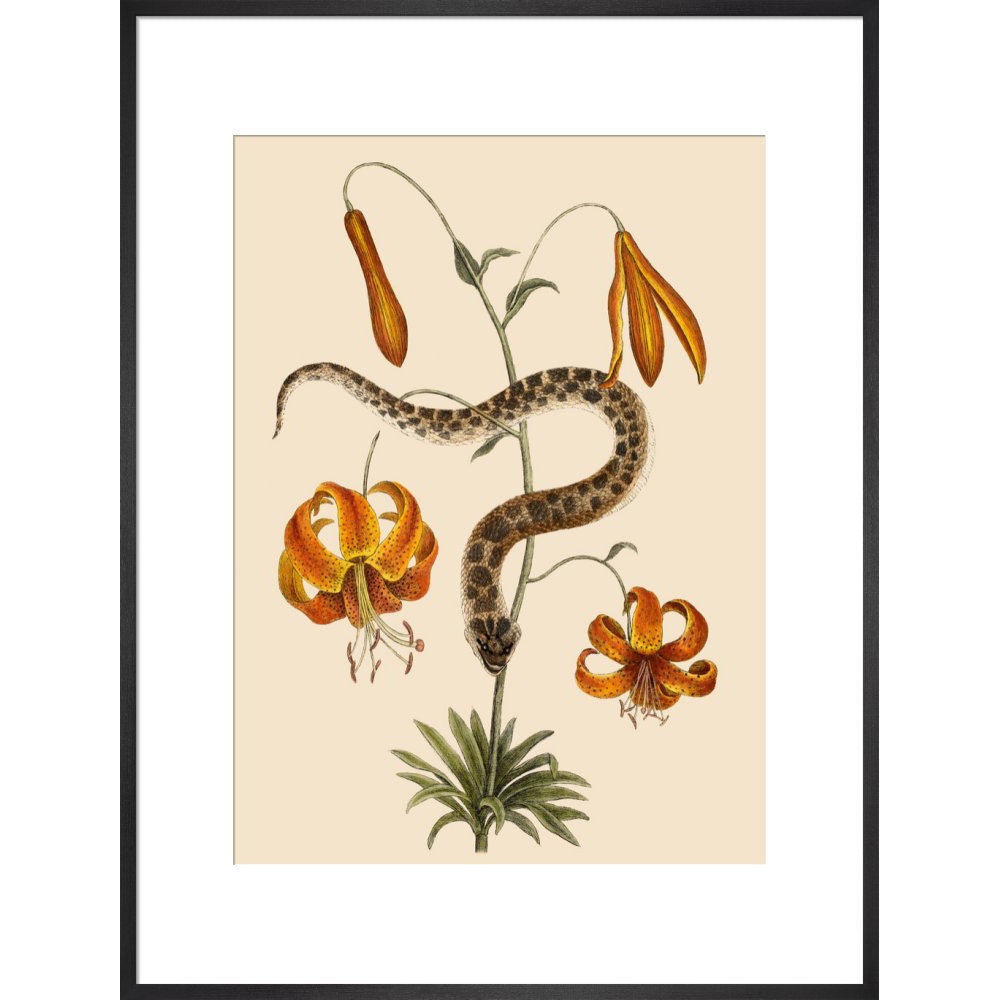 Lilium (Lily) print in black frame