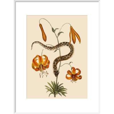 Lilium (Lily) print in white frame