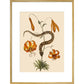 Lilium (Lily) print in gold frame