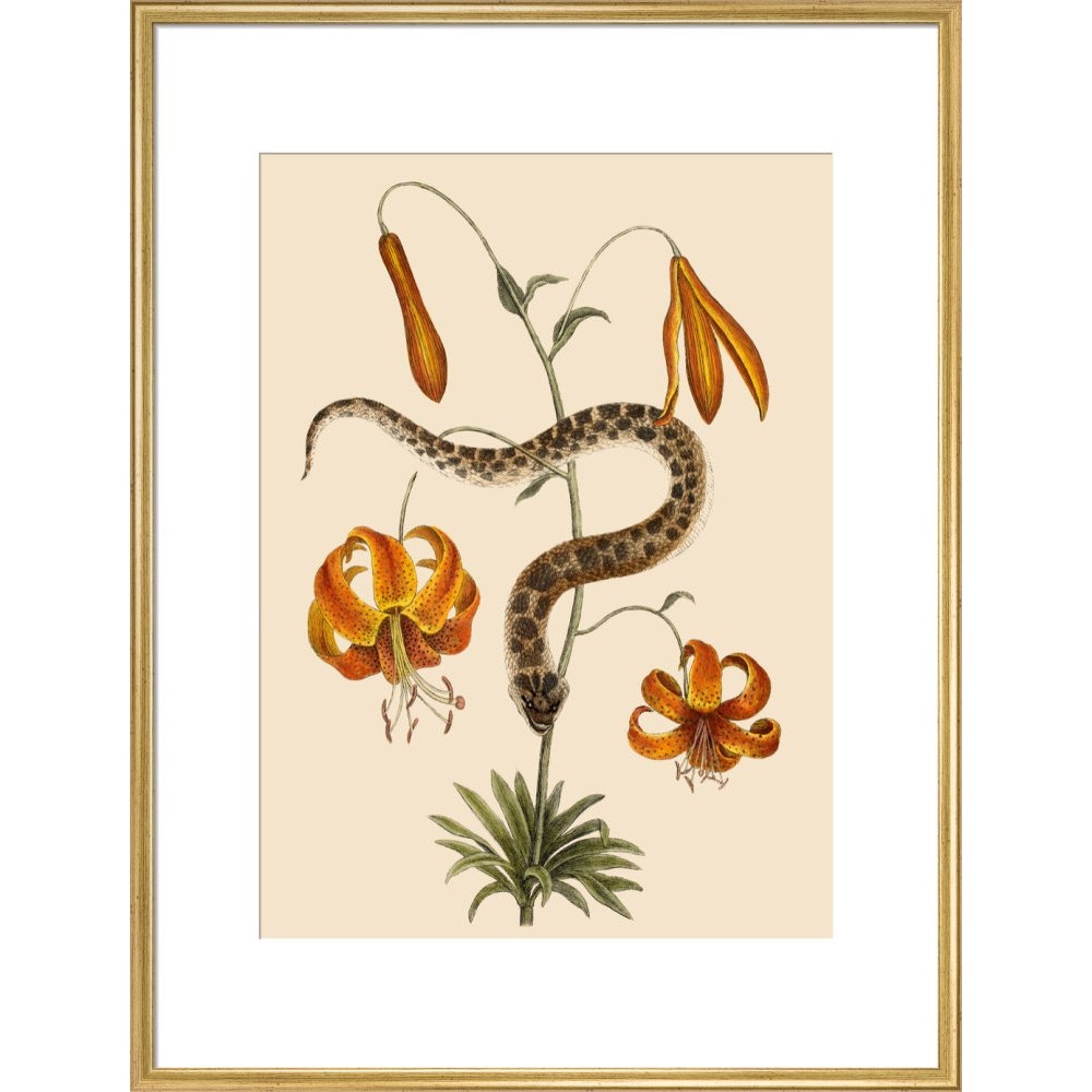 Lilium (Lily) print in gold frame