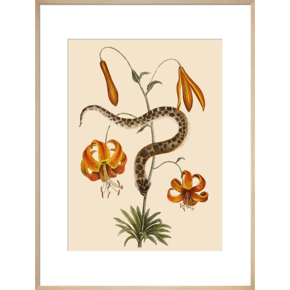 Lilium (Lily) print in natural frame