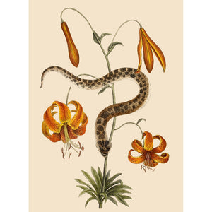 Lilium (Lily) print