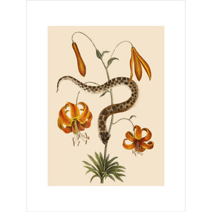 Lilium (Lily) print unframed