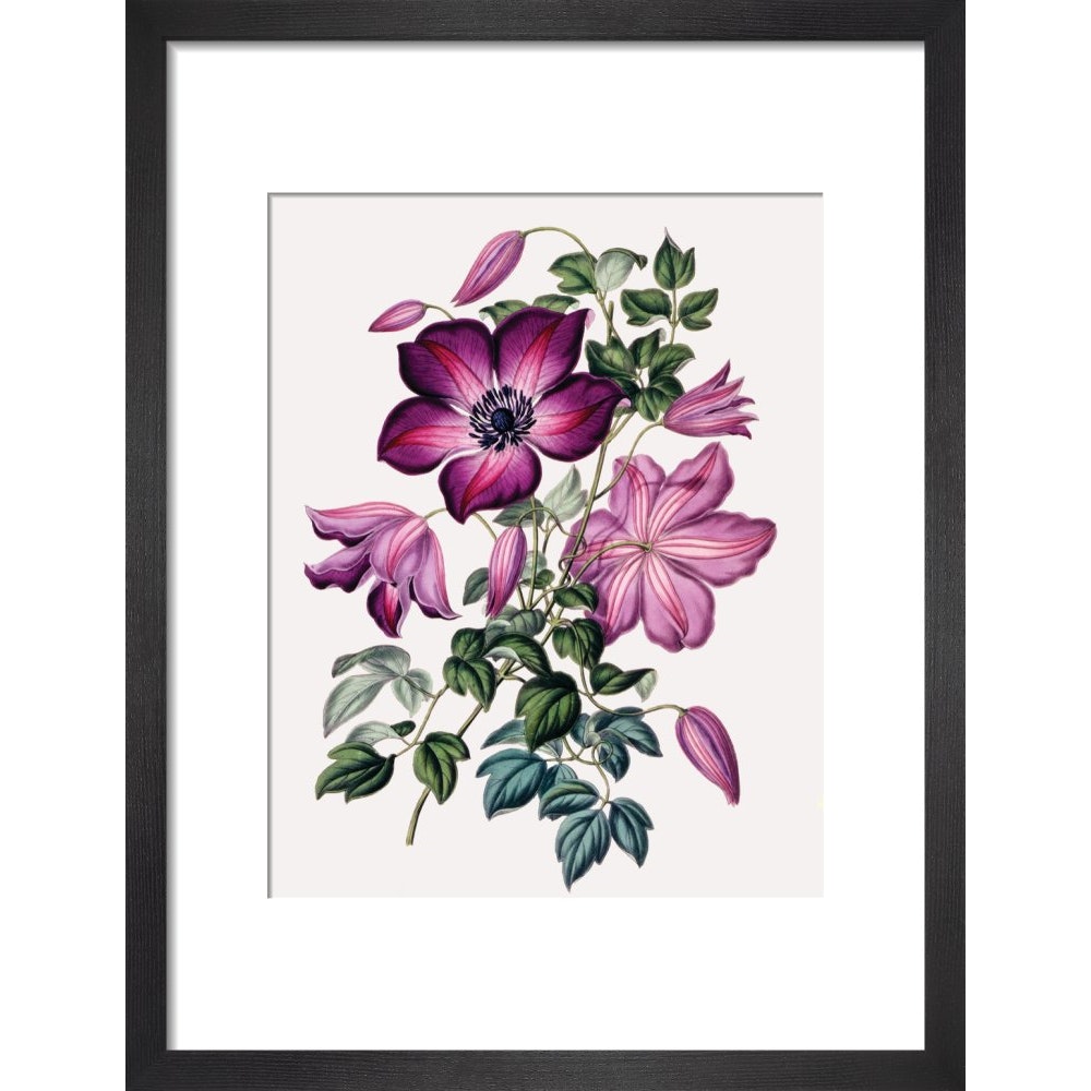 Clematis print in black frame