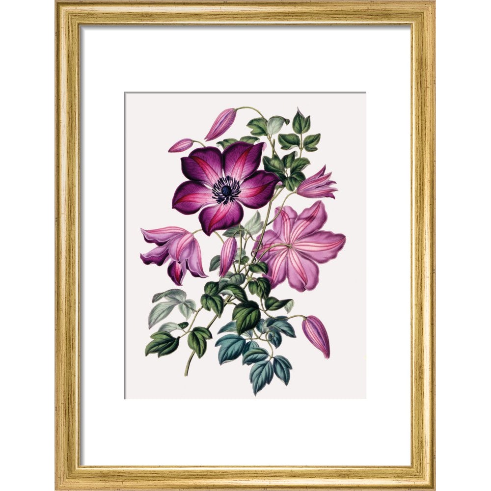 Clematis print in gold frame