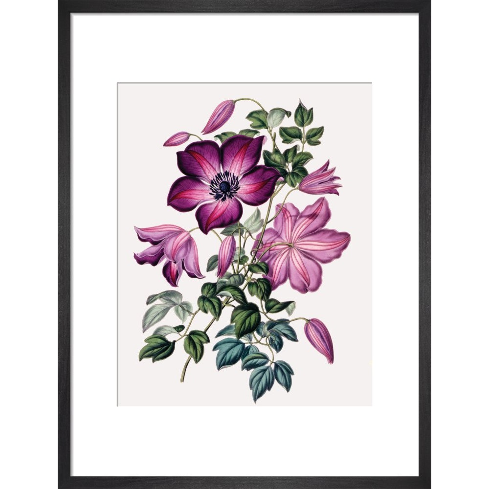 Clematis print in black frame
