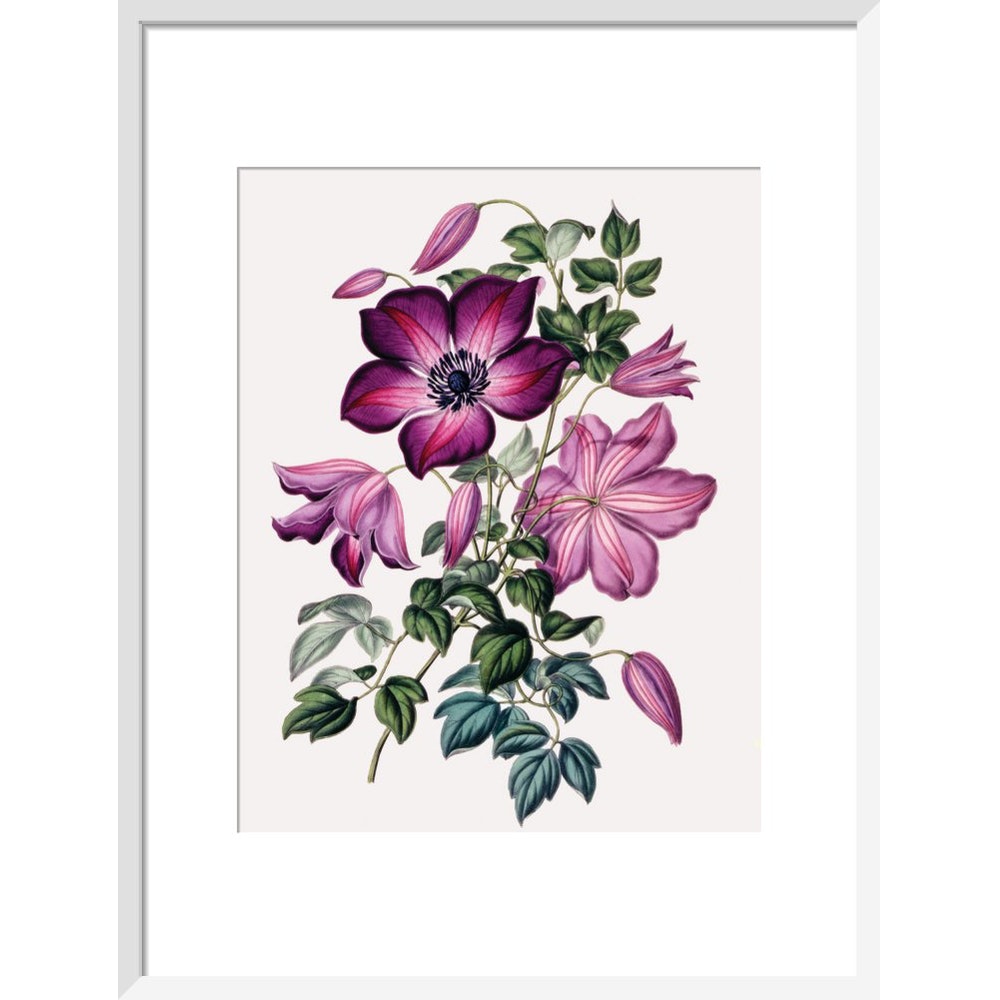 Clematis print