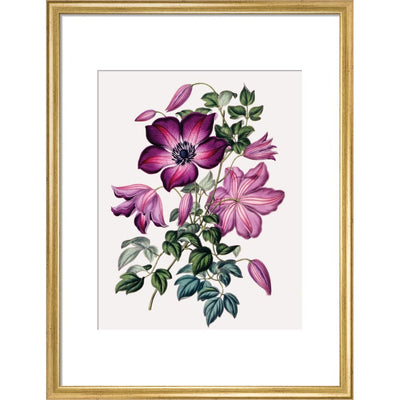 Clematis print in gold frame
