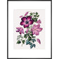Clematis print in black frame