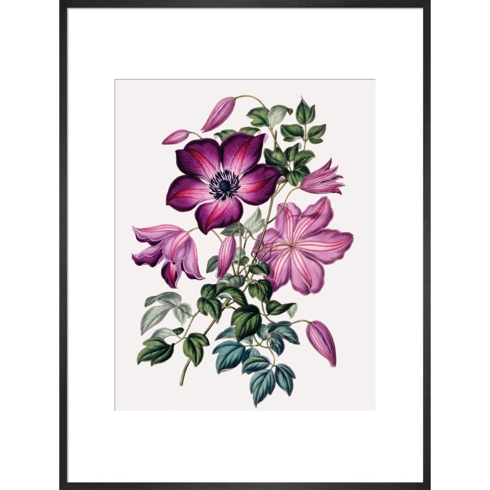 Clematis print in black frame