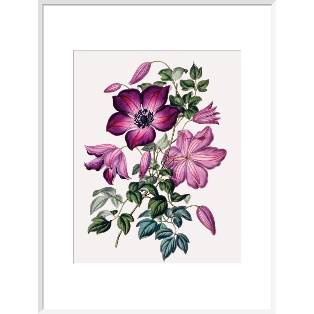 Clematis print in white frame