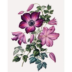 Clematis print