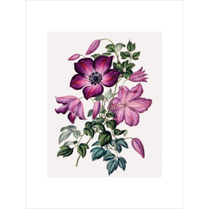 Clematis print unframed