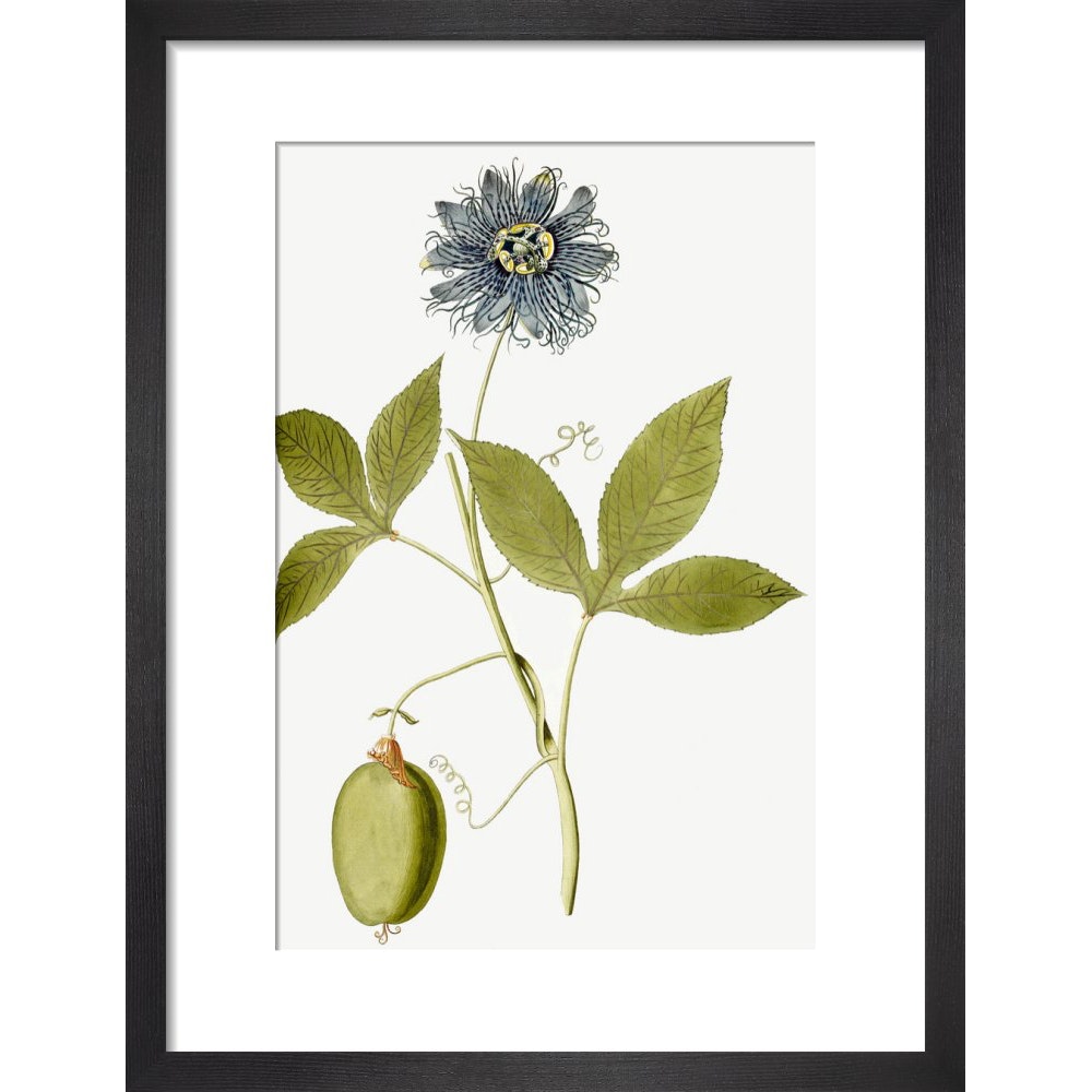 Passiflora (Passion flower) print in black frame