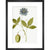 Passiflora (Passion flower) print in black frame