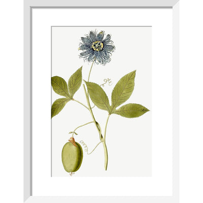 Passiflora (Passion flower) print in white frame