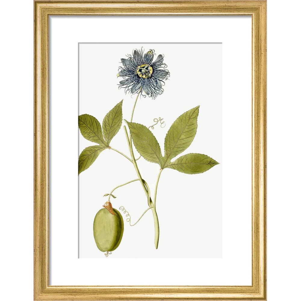 Passiflora (Passion flower) print in gold frame