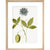 Passiflora (Passion flower) print in natural frame