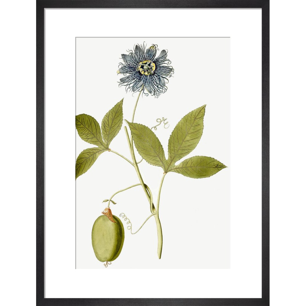Passiflora (Passion flower) print in black frame
