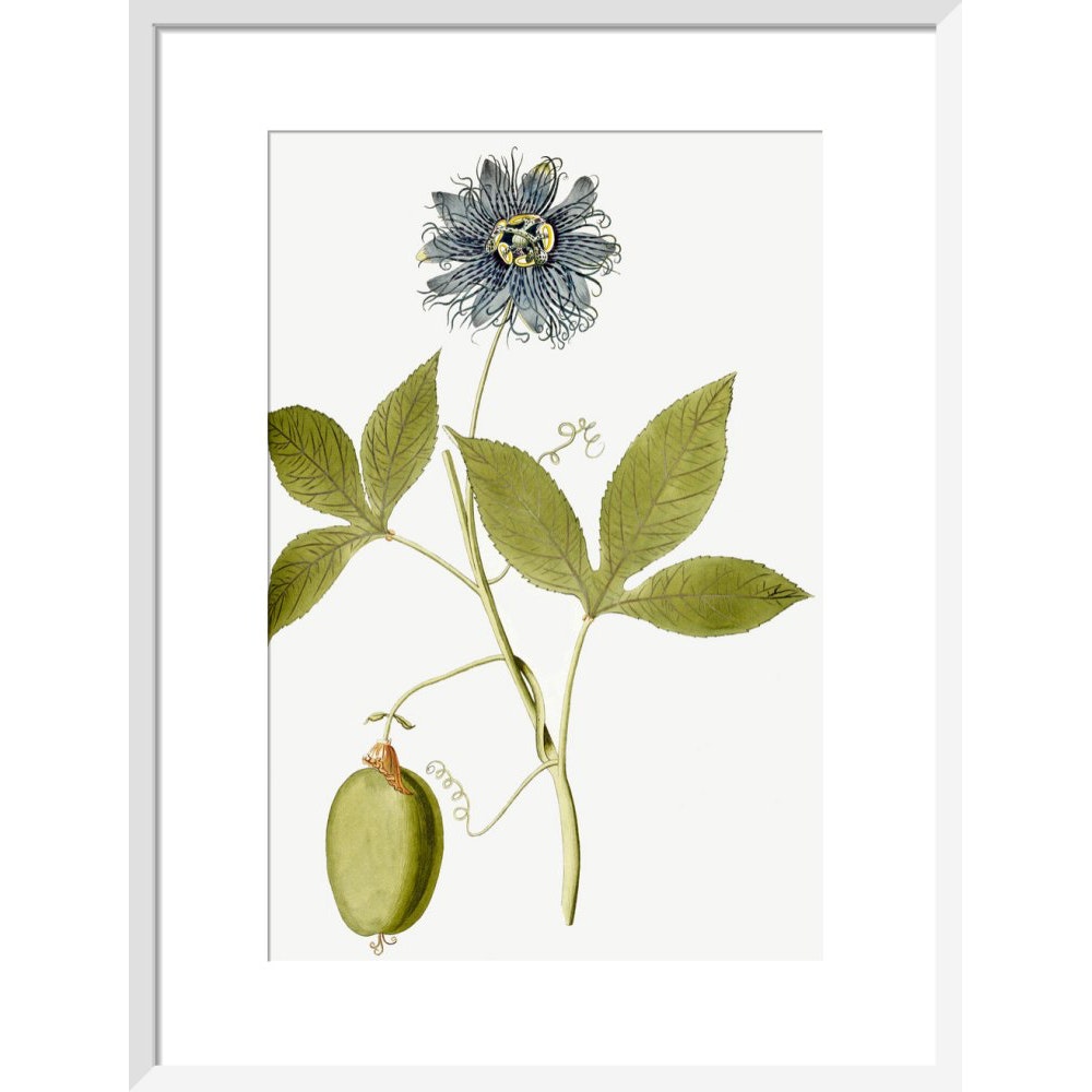 Passiflora (Passion flower) print in white frame