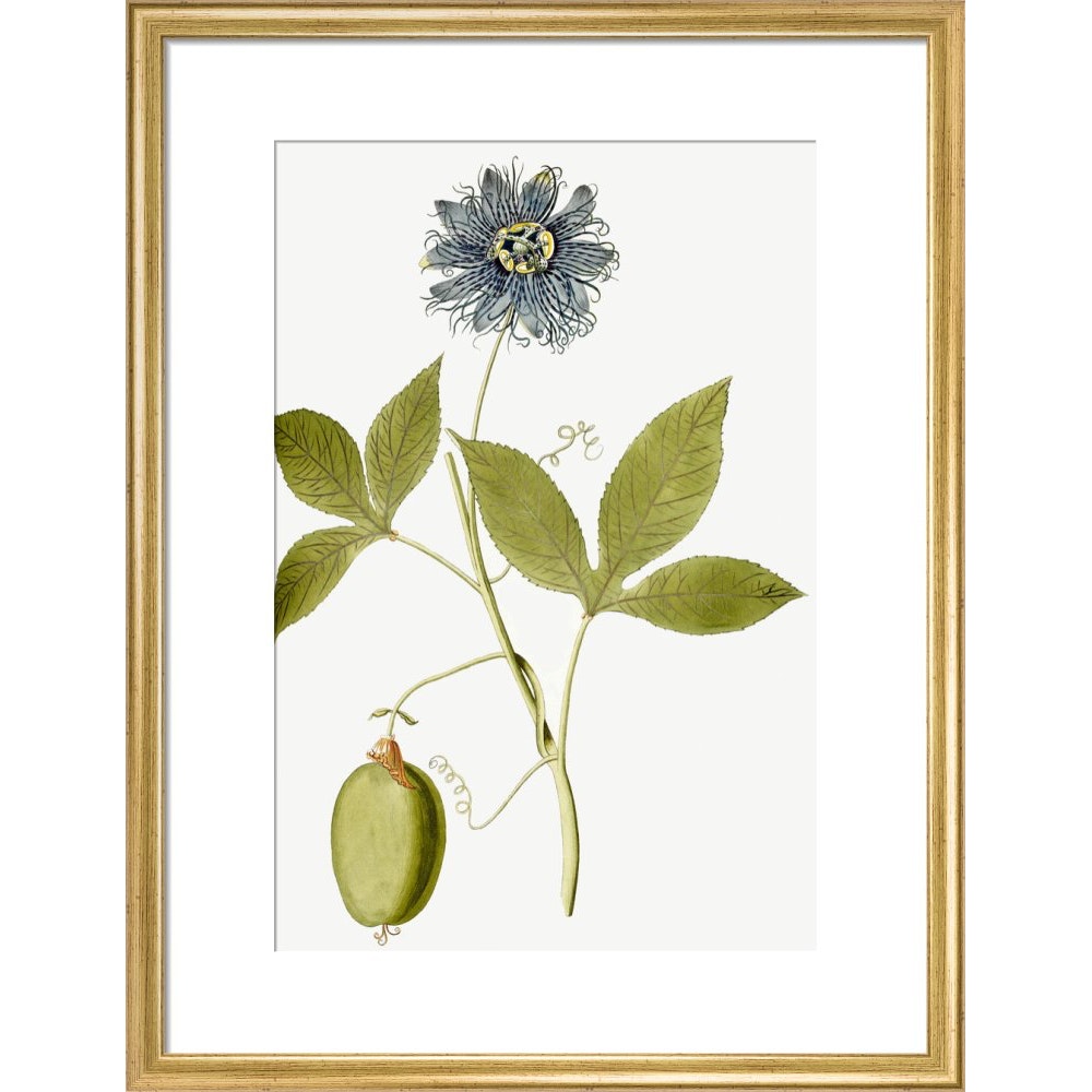 Passiflora (Passion flower) print in gold frame