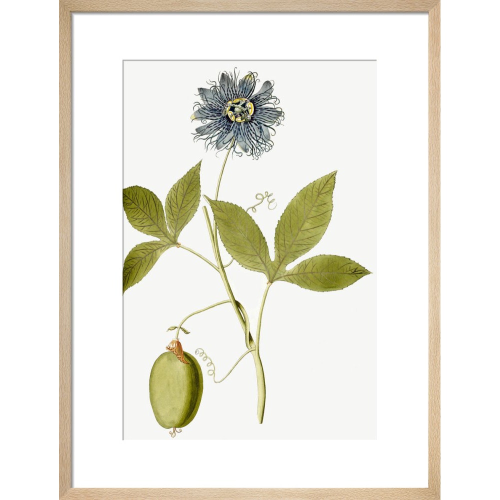 Passiflora (Passion flower) print in natural frame