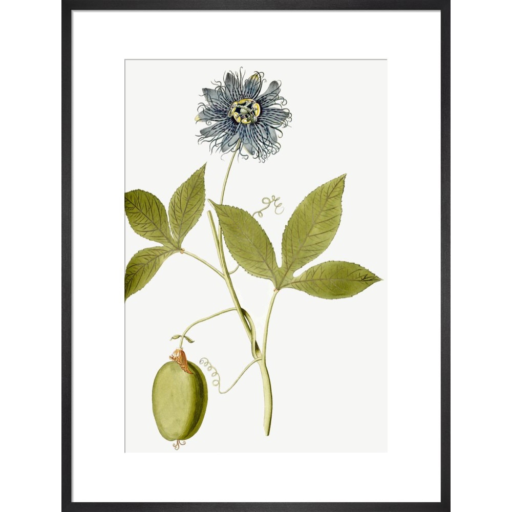 Passiflora (Passion flower) print in black frame