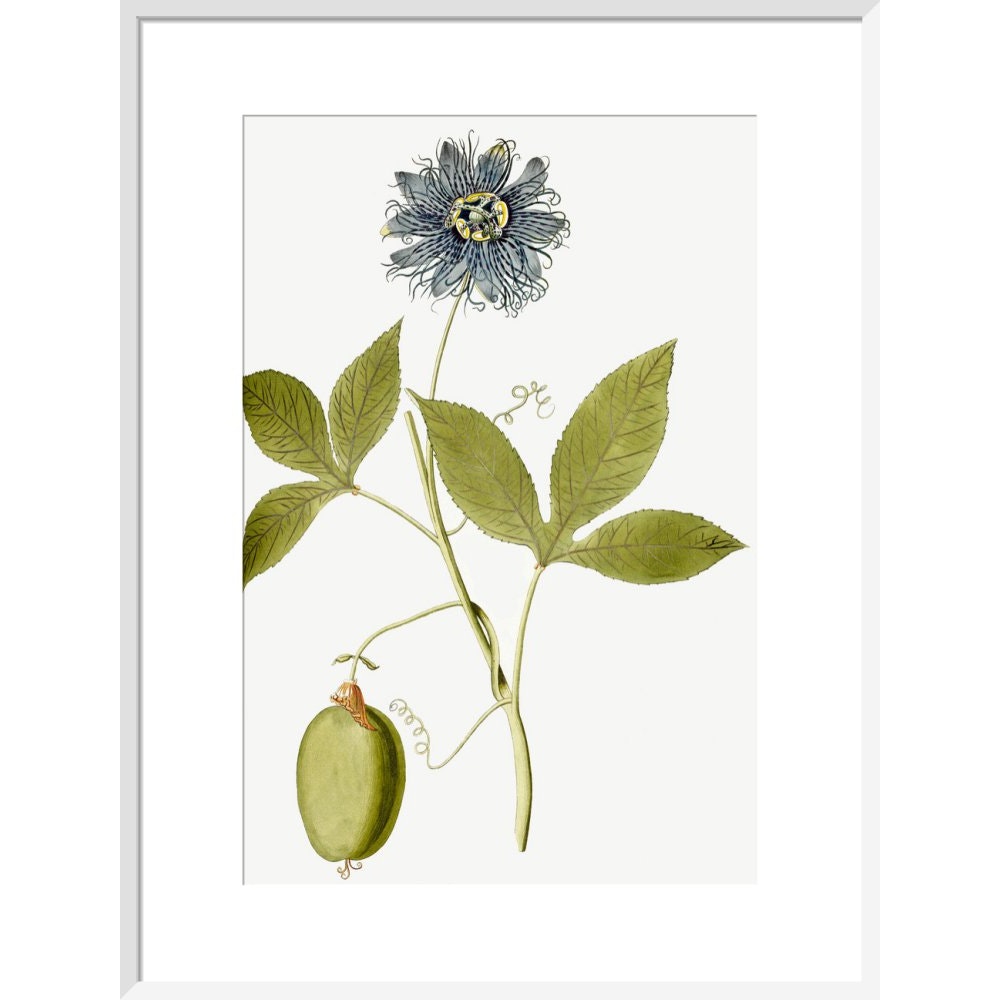 Passiflora (Passion flower) print in white frame