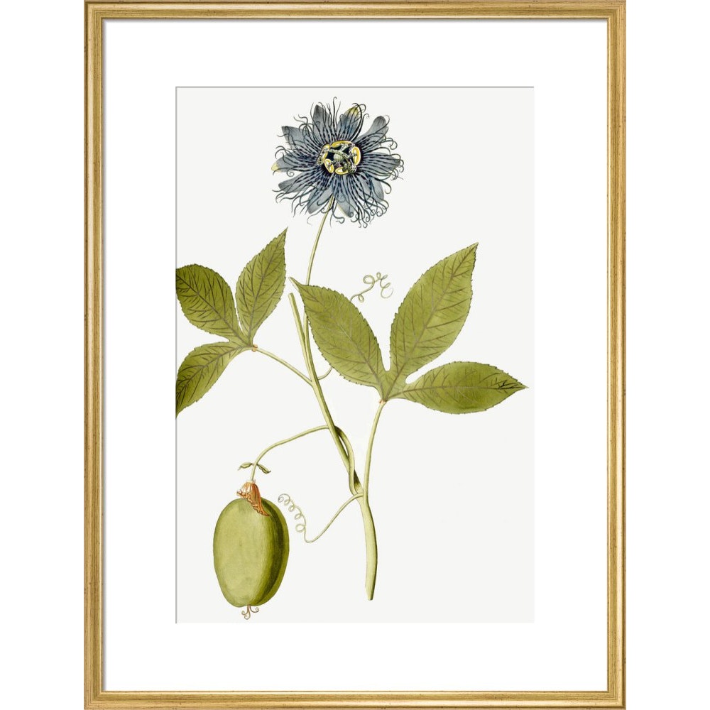 Passiflora (Passion flower) print in gold frame