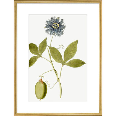 Passiflora (Passion flower) print in gold frame