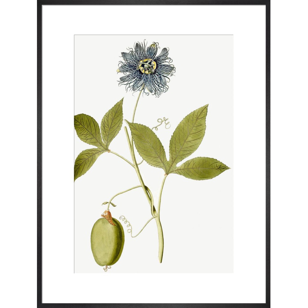 Passiflora (Passion flower) print in black frame